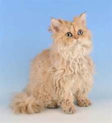 selkirk rex