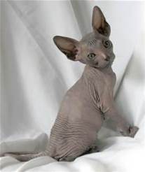 sphyx